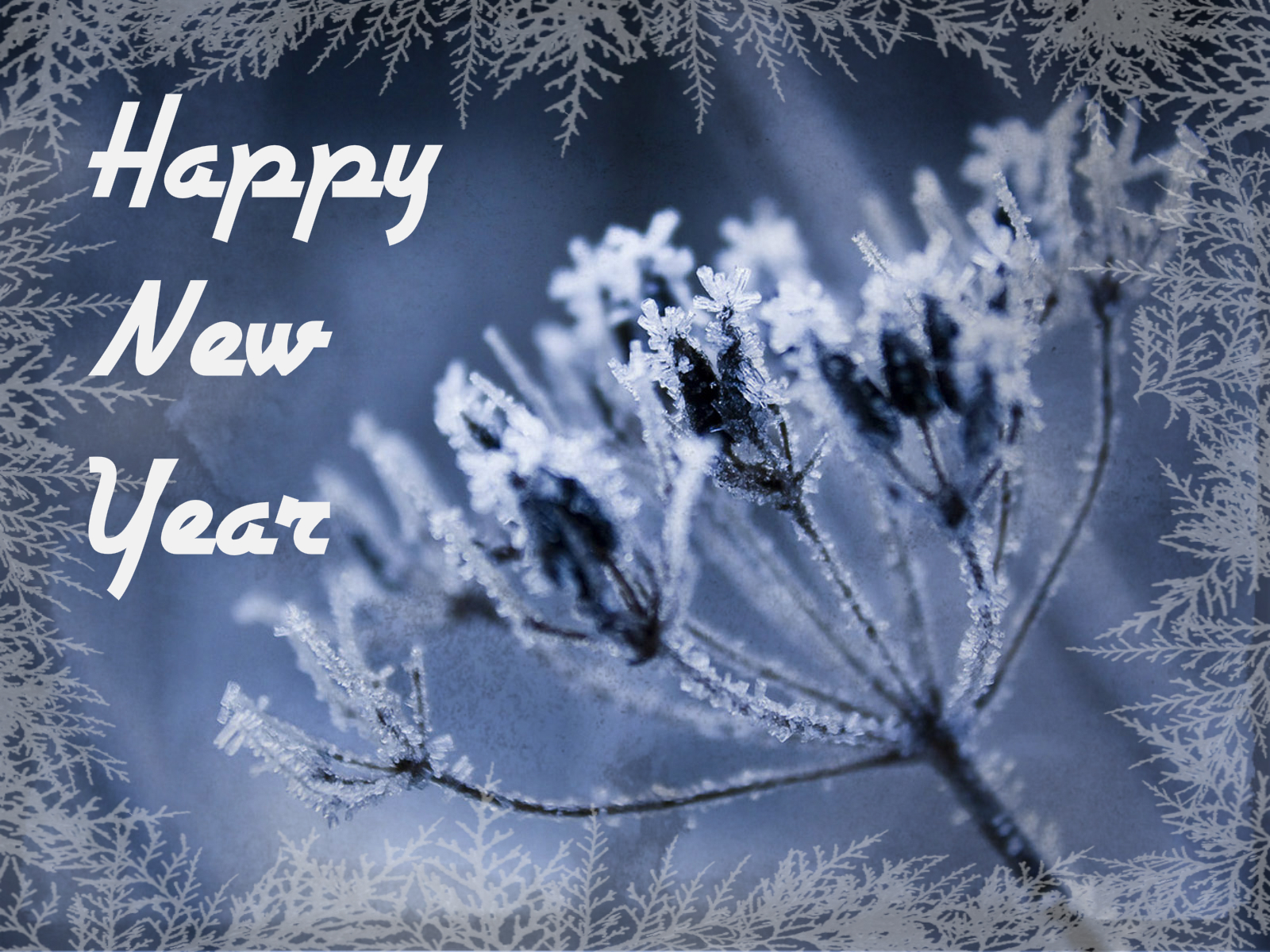 frost-on-flowers-wallpaper-4